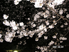 s_PICT0001_thumb.png